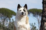 AKITA AMERICAIN 306